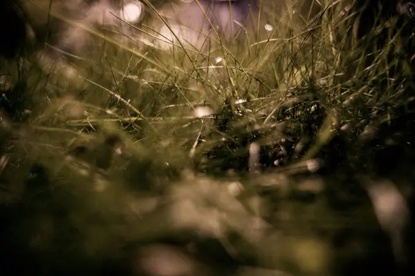 Çimenlerdeki Sabah Çiğ Tanelerinin Doğal Renkli Arkaplanı Bokeh Efektli Soyut — Stok fotoğraf