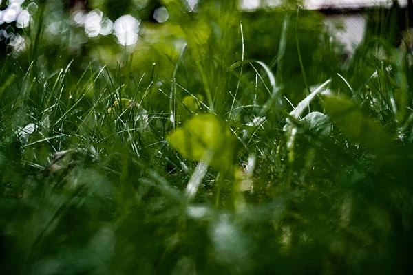 草上晨露的天然的 五彩斑斓的背景 具有防腐效果的抽象宏观图像 — 图库照片