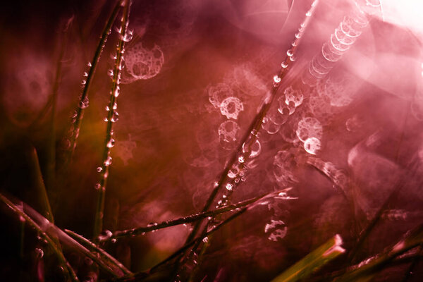 Natural,colorful background of morning dew on the grass.Abstract macro image with bokeh effect.