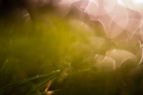 Çimenlerdeki Sabah Çiğ Tanelerinin Doğal Renkli Arkaplanı Bokeh Efektli Soyut — Stok fotoğraf
