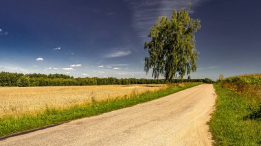 Podlasie 'nin manzarası Yazın güneşli bir günde.