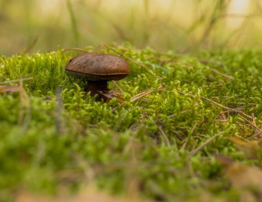 Bir sonbahar günü ormandaki yeşil yosunlar arasında büyüyen bokeh etkisindeki makro fotoğrafçılık müsveddeleri.
