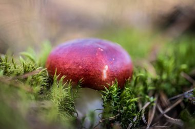 Bir sonbahar günü ormandaki yeşil yosunlar arasında büyüyen bokeh etkisindeki makro fotoğrafçılık müsveddeleri.