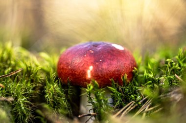 Bir sonbahar günü ormandaki yeşil yosunlar arasında büyüyen bokeh etkisindeki makro fotoğrafçılık müsveddeleri.