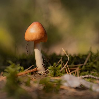 Bir sonbahar günü ormandaki yeşil yosunlar arasında büyüyen bokeh etkisindeki makro fotoğrafçılık müsveddeleri.