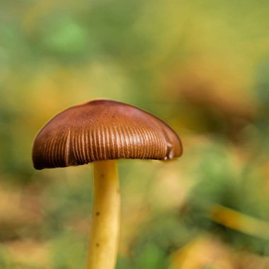 Bir sonbahar günü ormandaki yeşil yosunlar arasında büyüyen bokeh etkisindeki makro fotoğrafçılık müsveddeleri.