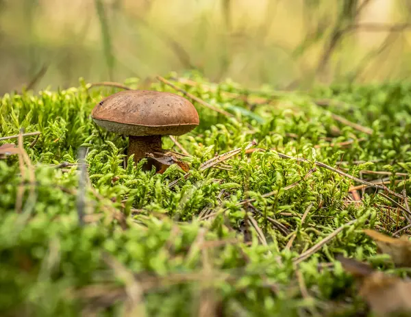 Bir sonbahar günü ormandaki yeşil yosunlar arasında büyüyen bokeh etkisindeki makro fotoğrafçılık müsveddeleri.