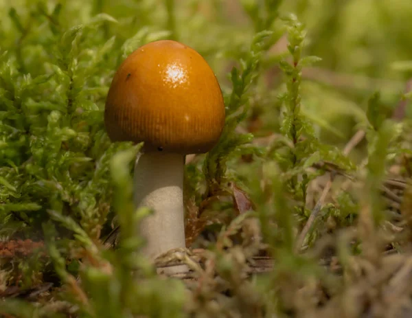 Bir sonbahar günü ormandaki yeşil yosunlar arasında büyüyen bokeh etkisindeki makro fotoğrafçılık müsveddeleri.