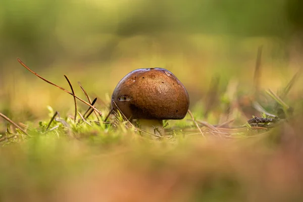 Bir sonbahar günü ormandaki yeşil yosunlar arasında büyüyen bokeh etkisindeki makro fotoğrafçılık müsveddeleri.