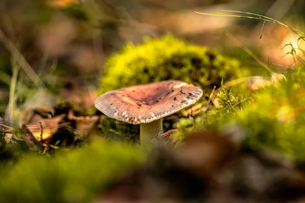 Mushooms Macro Photography Bokeh Effect Growing Green Moss Forest Autumn — Stock Photo, Image