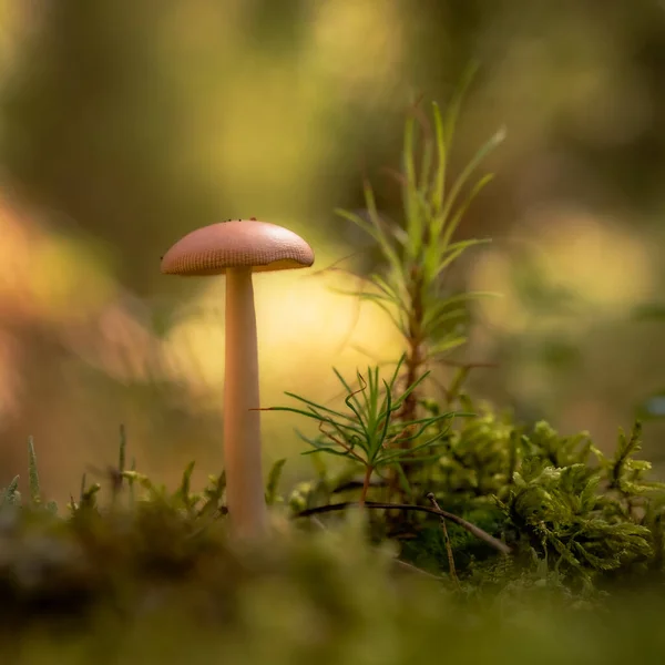 Bir sonbahar günü ormandaki yeşil yosunlar arasında büyüyen bokeh etkisindeki makro fotoğrafçılık müsveddeleri.