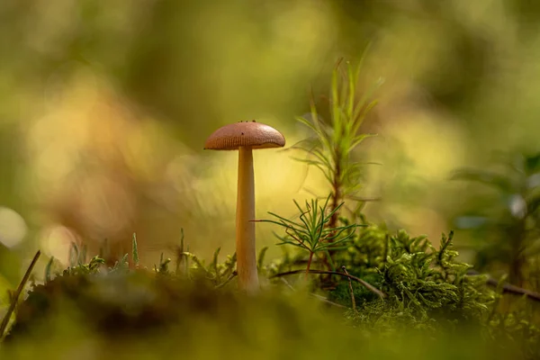 Bir sonbahar günü ormandaki yeşil yosunlar arasında büyüyen bokeh etkisindeki makro fotoğrafçılık müsveddeleri.
