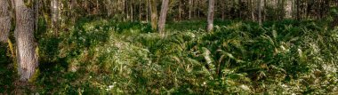 Podlasie 'de devekuşu tüylü (matteuccia struthiopteris) Panorama-Kulikowka çiçek rezervi yaz ve güneşli bir günde