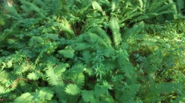 Podlasie 'deki devekuşu tüylü (matteuccia struthiopteris) Kulikowka çiçek rezervleri yazın, güneşli bir günde.