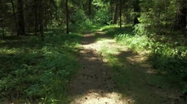 Podlasie 'de güneşli bir yaz gününde Knyszyn Ormanı' nın manzarası.