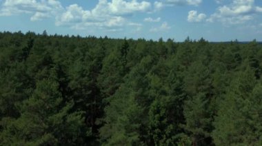 Podlasie 'de güneşli bir yaz gününde Knyszyn Ormanı' nın manzarası.