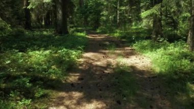 Podlasie 'de güneşli bir yaz gününde Knyszyn Ormanı' nın manzarası.