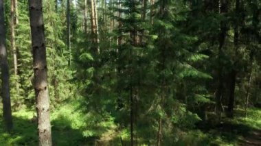 Podlasie 'de güneşli bir yaz gününde Knyszyn Ormanı' nın manzarası.
