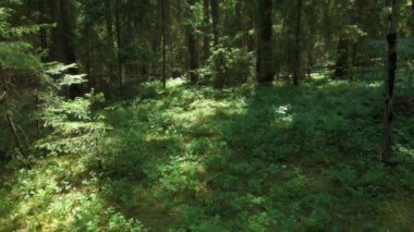 Podlasie 'de güneşli bir yaz gününde Knyszyn Ormanı' nın manzarası.