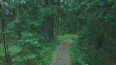 Podlasie 'de güneşli bir yaz gününde Knyszyn Ormanı' nın manzarası.