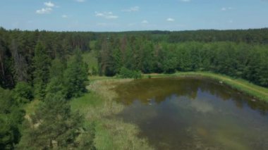 Podlasie 'de güneşli bir yaz gününde Knyszyn Ormanı' nın manzarası.