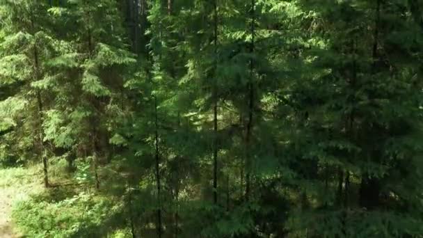 Uma Vista Floresta Floresta Knyszyn Dia Ensolarado Verão Podlasie — Vídeo de Stock