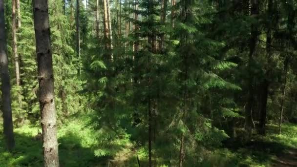 Uitzicht Het Bos Het Knyszyn Woud Een Zonnige Zomerse Dag — Stockvideo