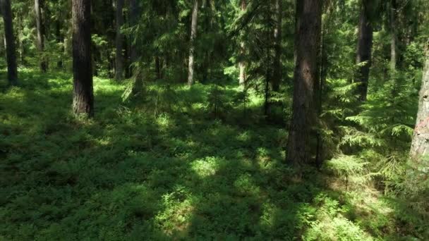 Vedere Pădurii Din Pădurea Knyszyn Într Însorită Vară Podlasie — Videoclip de stoc
