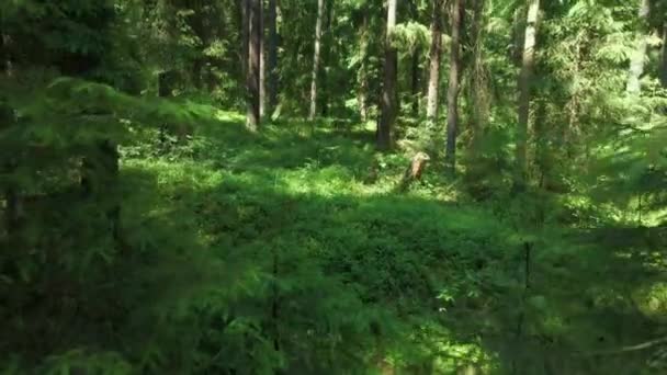 Вид Ліс Книшинському Лісі Сонячний Літній День Подолі — стокове відео