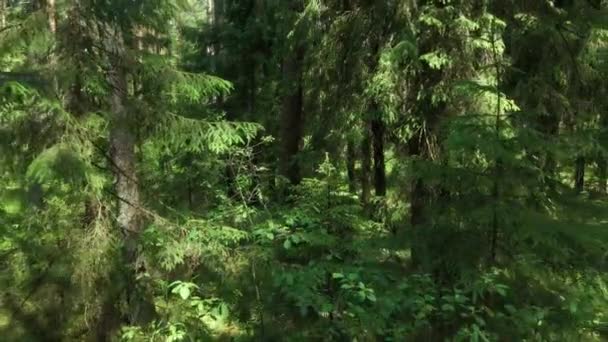 Вид Ліс Книшинському Лісі Сонячний Літній День Подолі — стокове відео