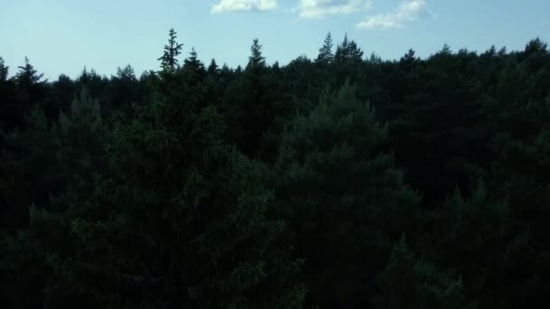 Uitzicht Het Bos Het Knyszyn Woud Een Zonnige Zomerse Dag — Stockvideo