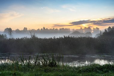 Podlasie 'deki Suprasl Nehri' nin üzerinde sabah sisi..