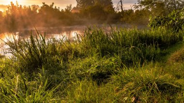 Podlasie 'deki Suprasl Nehri' nin üzerinde sabah sisi..