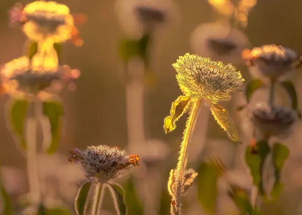 Makro fotoğrafçılıktaki kır çiçekleri. Güneşli bir sonbahar gününde Bokeh etkisi..