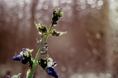 Bitkilerin ve çiçeklerin makro fotoğraflarında renkli bokeh.