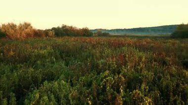 Sonbaharda Suprasl Nehri üzerinde gün doğumu Podlasie 'deki çayırlar ve ormanların arasında.
