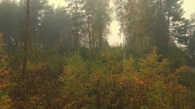 Sabah sisi ormanda ve Podlasie tarlalarında sonbahar renklerinde.