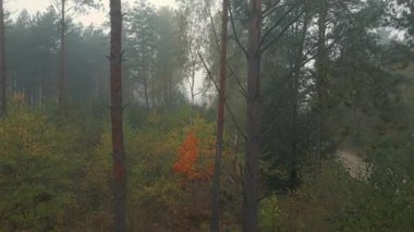 Sabah sisi ormanda ve Podlasie tarlalarında sonbahar renklerinde.