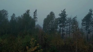 Sabah sisi ormanda ve Podlasie tarlalarında sonbahar renklerinde.