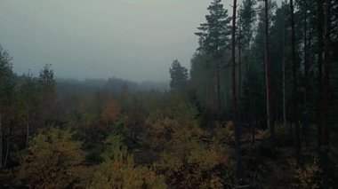 Sabah sisi ormanda ve Podlasie tarlalarında sonbahar renklerinde.
