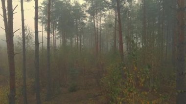 Sabah sisi ormanda ve Podlasie tarlalarında sonbahar renklerinde.