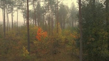 Sabah sisi ormanda ve Podlasie tarlalarında sonbahar renklerinde.