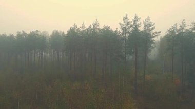 Sabah sisi ormanda ve Podlasie tarlalarında sonbahar renklerinde.