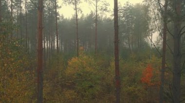 Sabah sisi ormanda ve Podlasie tarlalarında sonbahar renklerinde.