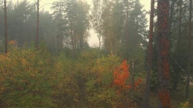 Sabah sisi ormanda ve Podlasie tarlalarında sonbahar renklerinde.