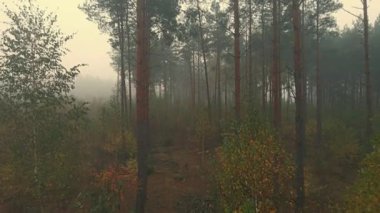 Sabah sisi ormanda ve Podlasie tarlalarında sonbahar renklerinde.