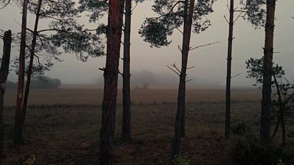森の朝霧と秋の色のポドラシーの畑で — ストック動画