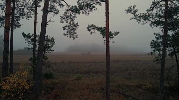 Brouillard Matinal Dans Forêt Sur Les Champs Podlasie Aux Couleurs — Video