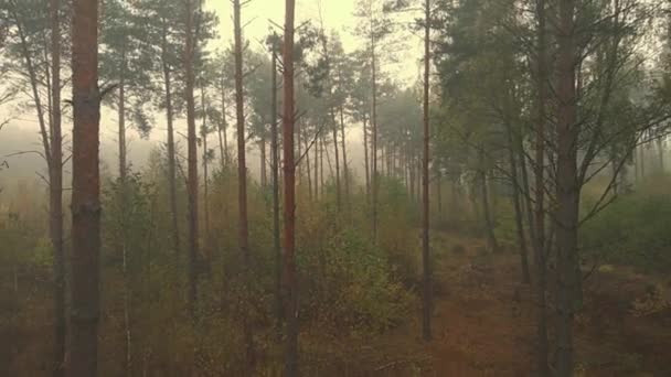 Morgennebel Wald Und Auf Den Feldern Von Podlasie Herbstlichen Farben — Stockvideo