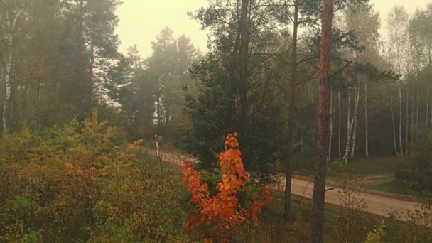 Poranna Mgła Lesie Polach Podlasia Jesiennych Kolorach — Wideo stockowe